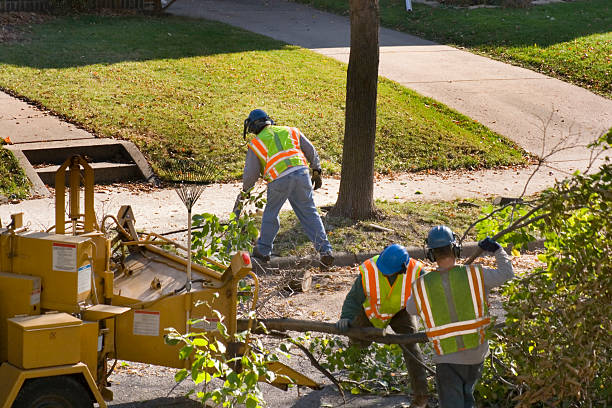 Best Tree Removal Near Me  in Chester, SC